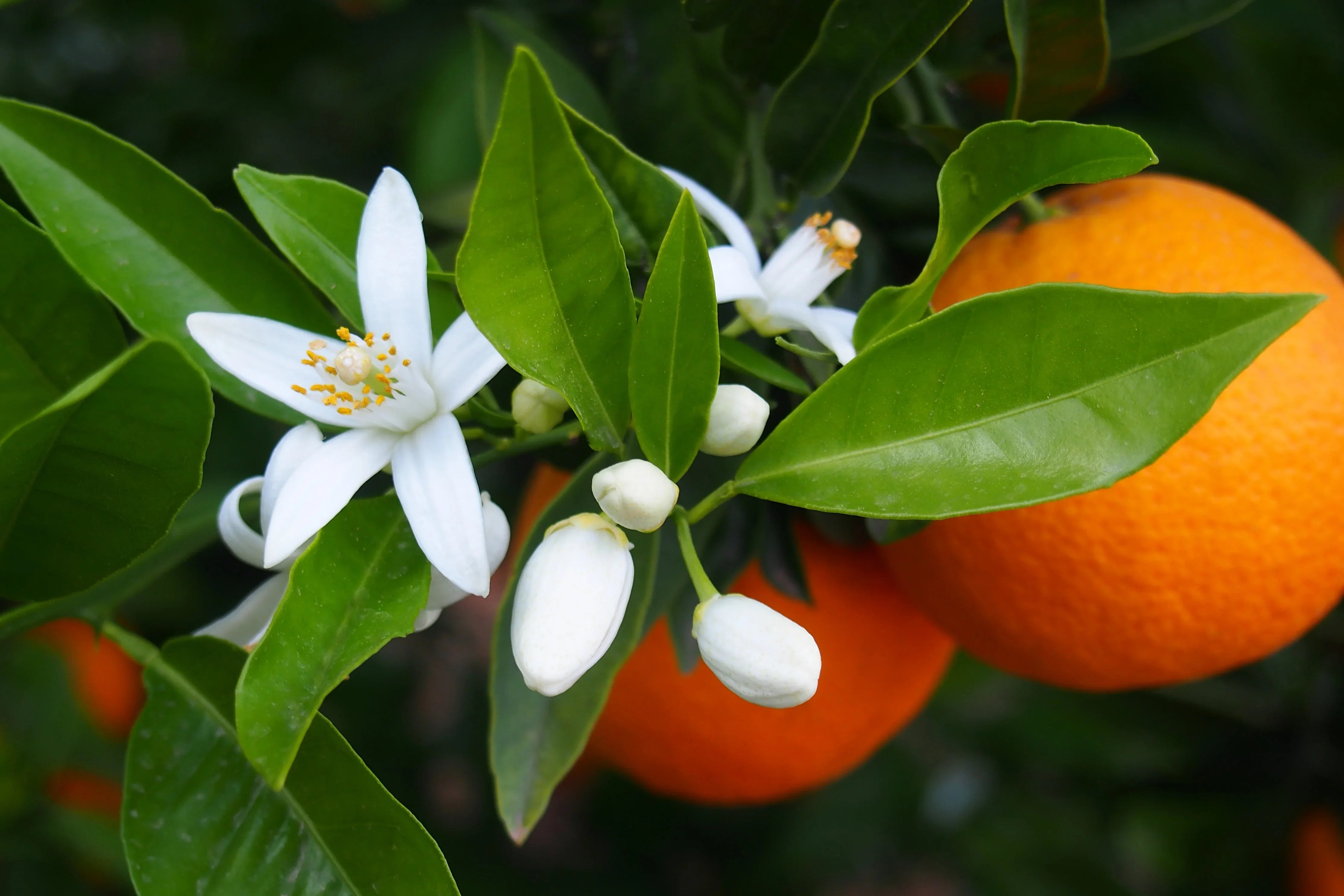Neroli, Petitgrain, Tangerine– Three Oils from the Citrus Family