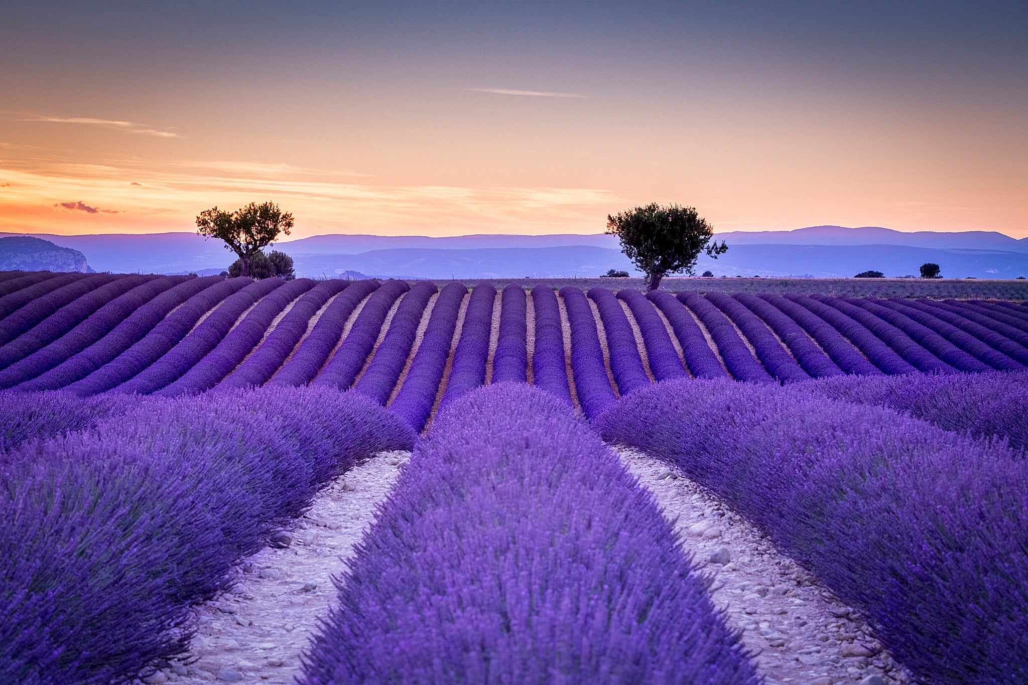 A breathtaking lavender field in full bloom with rows of vibrant purple flowers stretching into the distance, framed by a serene sunset sky and two lone trees in the background.