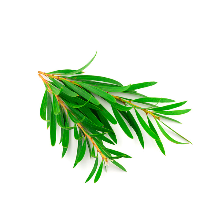 A sprig of fresh tea tree leaves with slender, vibrant green foliage and a woody stem, arranged against a white background.